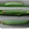 thym lineola larva4 volg